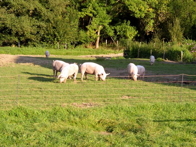 2011 09 24 Sortie ferme de la Noue 13
